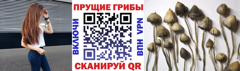 Галлюциногенные грибы прущие грибы  Нестеровская 